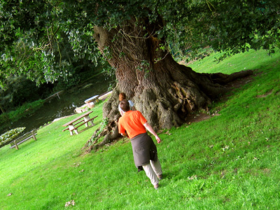 Old oak tree in Fingringhoe village