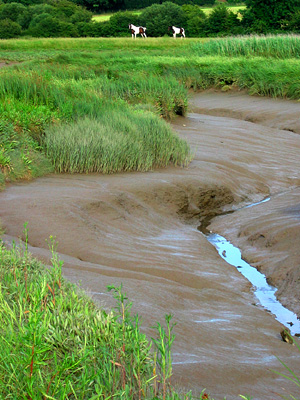 Roman River marshes