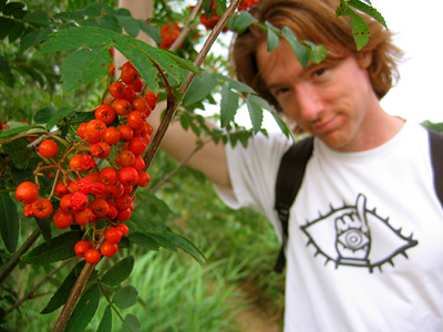 Rowan berries