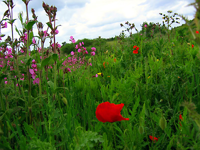 Red corn poppies (Papaver rhoeas) and wildflowers in field northeast of Butcher's Wood, Colchester, Essex, East Anglia, England, Britain, UK