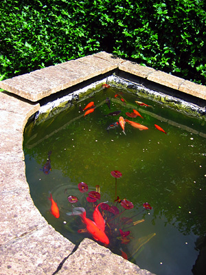 Goldfish pond, beer garden, Donkey and Buskins pub, Layer de la Haye, Colchester, Essex, East Anglia, England, Britain, UK