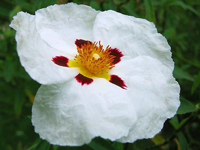 Flower, Layer de la Haye, Colchester, Essex, East Anglia, England, Britain, UK
