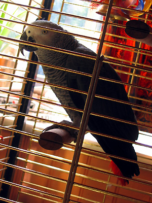 African Grey Parrot (Psittacus erithacus), Lion pub, Abberton, Colchester, Essex, East Anglia, England, Britain, UK