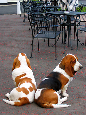 Basset hounds, Whalebone pub, Fingringhoe, Colchester, Essex, East Anglia, England, Britain, UK