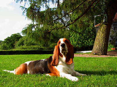 Poppy, basset hound, lying in the sun, beer garden, Whalebone pub, Fingringhoe, Colchester, Essex, East Anglia, England, Britain, UK