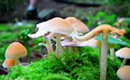 New Forest National Park