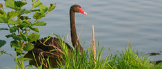 Leeds Castle - Fortress of the Black Swans