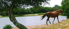 New Forest National Park